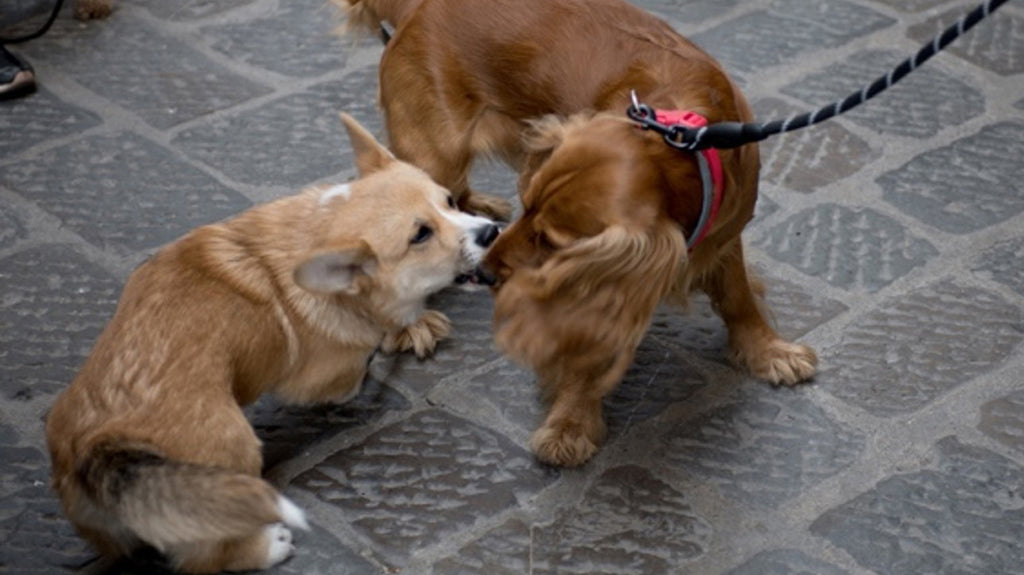 dogs street Florence