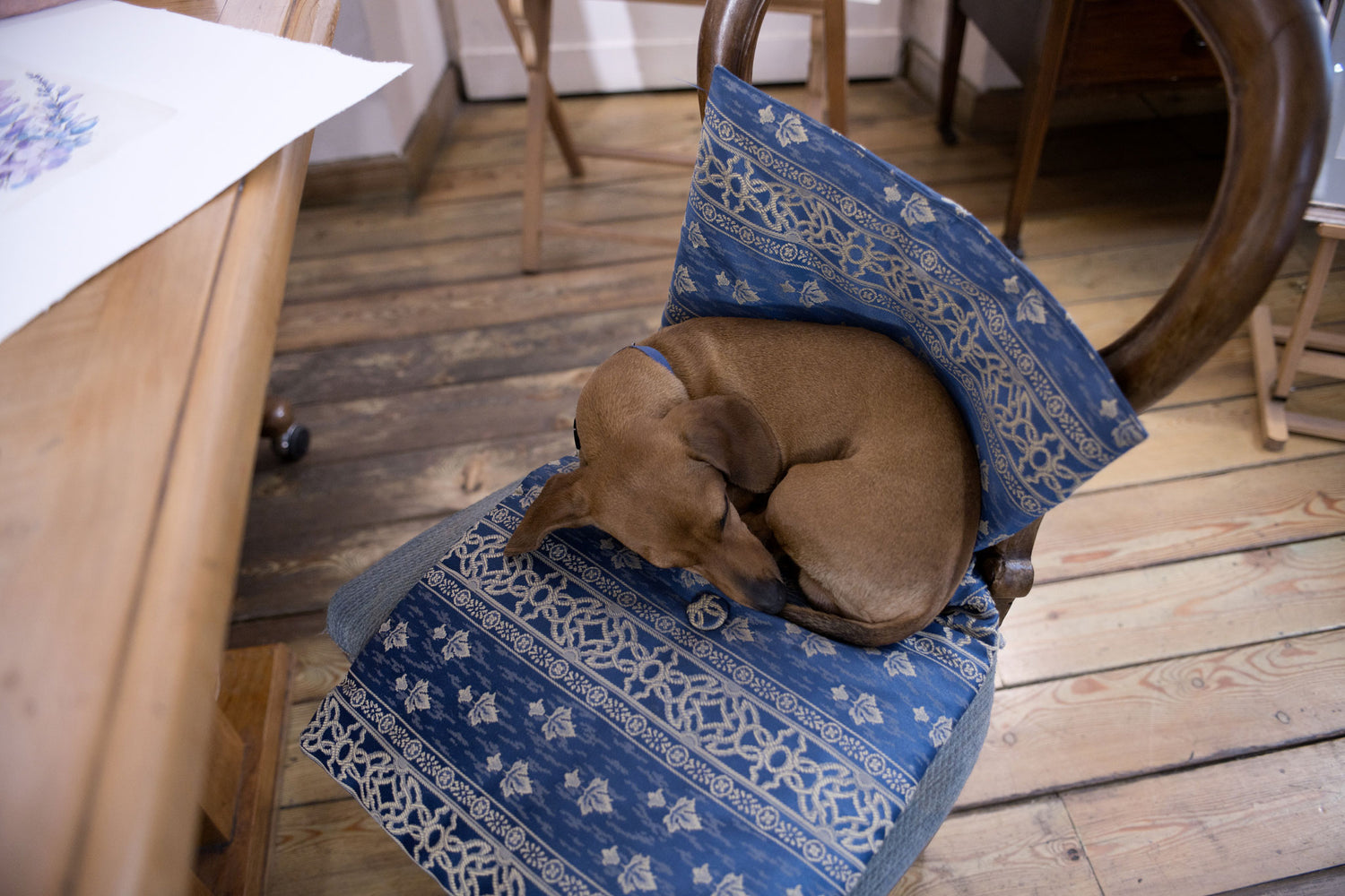 IPPOGRIFO-ARTISAN-BOTTEGA-ETCHING-watercolor-dachshund-chair