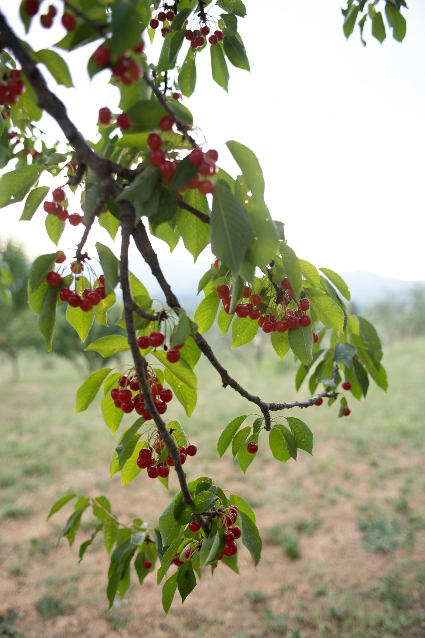 cherry-tree-tuscany