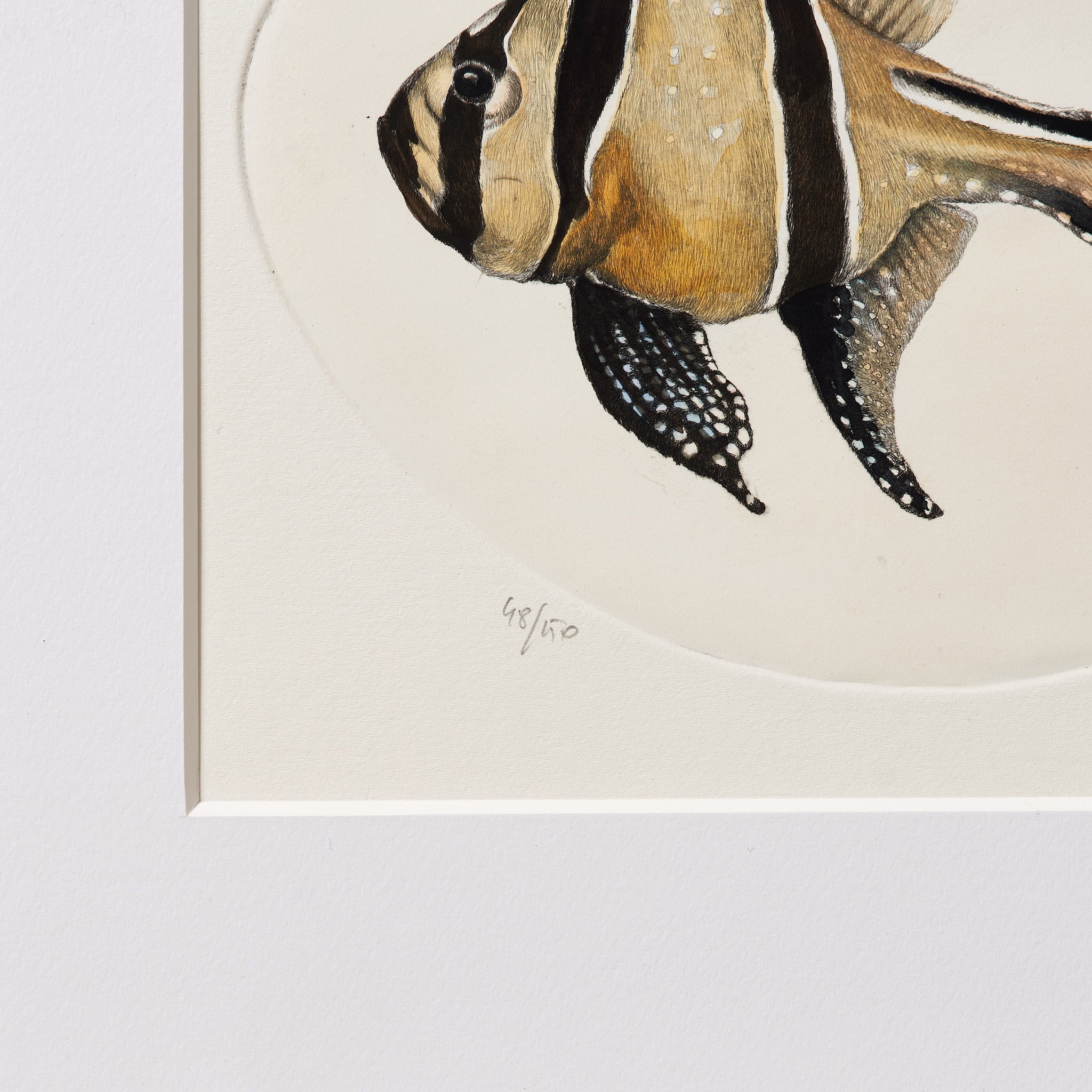 ippogrifo-artisan-etching-acquaforte-watercolor-cardinal-fish
