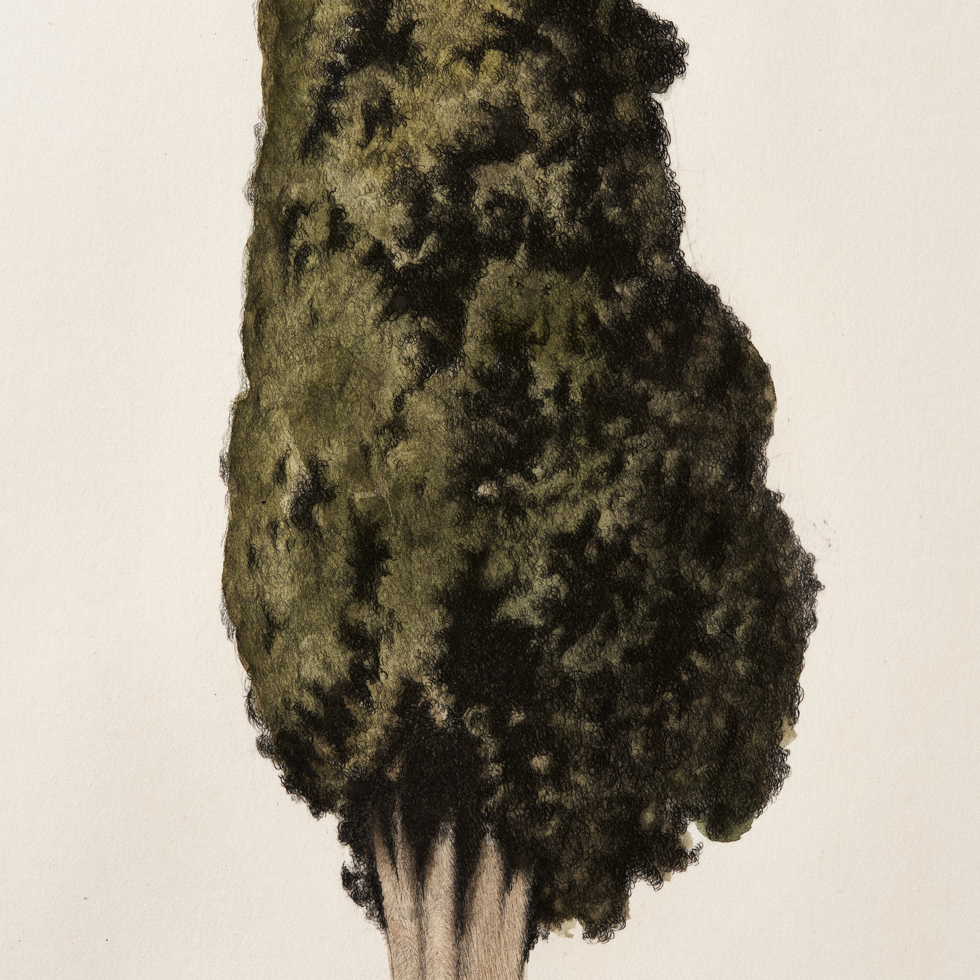 ippogrifo-artisan-etching-acquaforte-watercolor-cypress