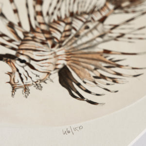 ippogrifo-artisan-etching-acquaforte-watercolor-lion-fish