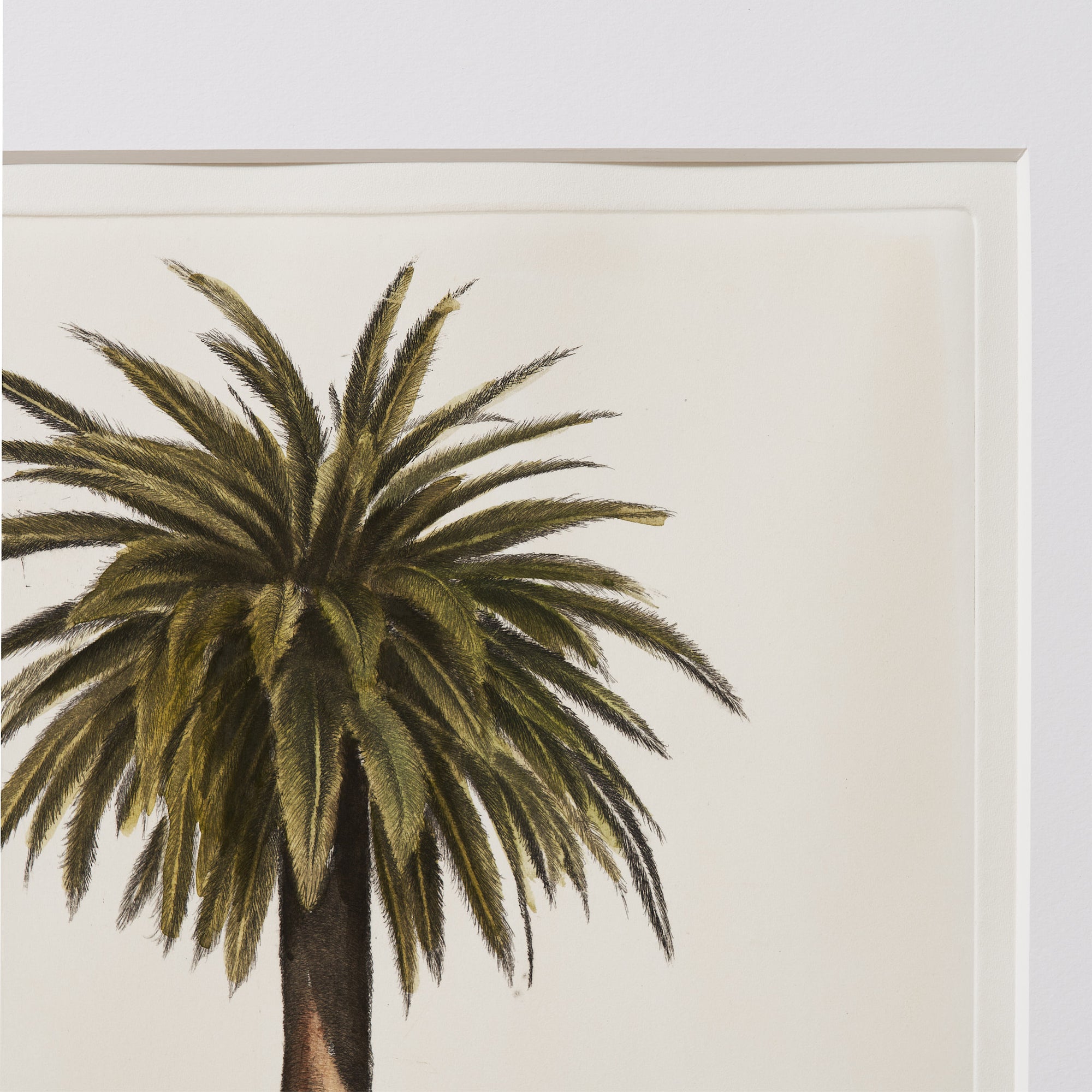ippogrifo-artisan-etching-acquaforte-watercolor-palm-tree