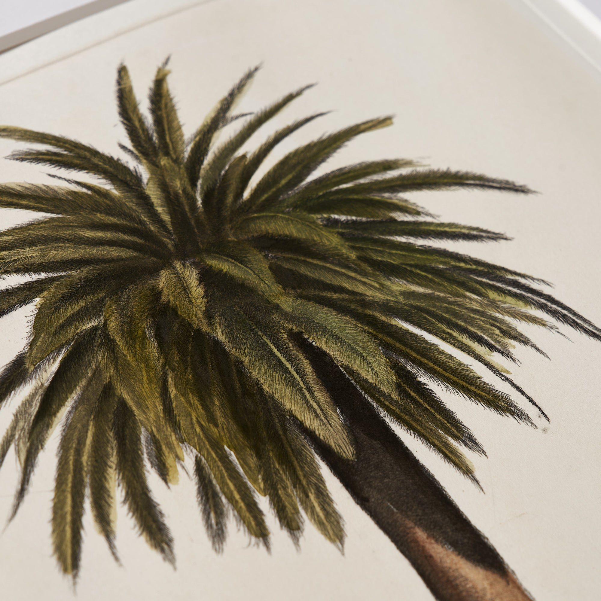ippogrifo-artisan-etching-acquaforte-watercolor-palm-tree