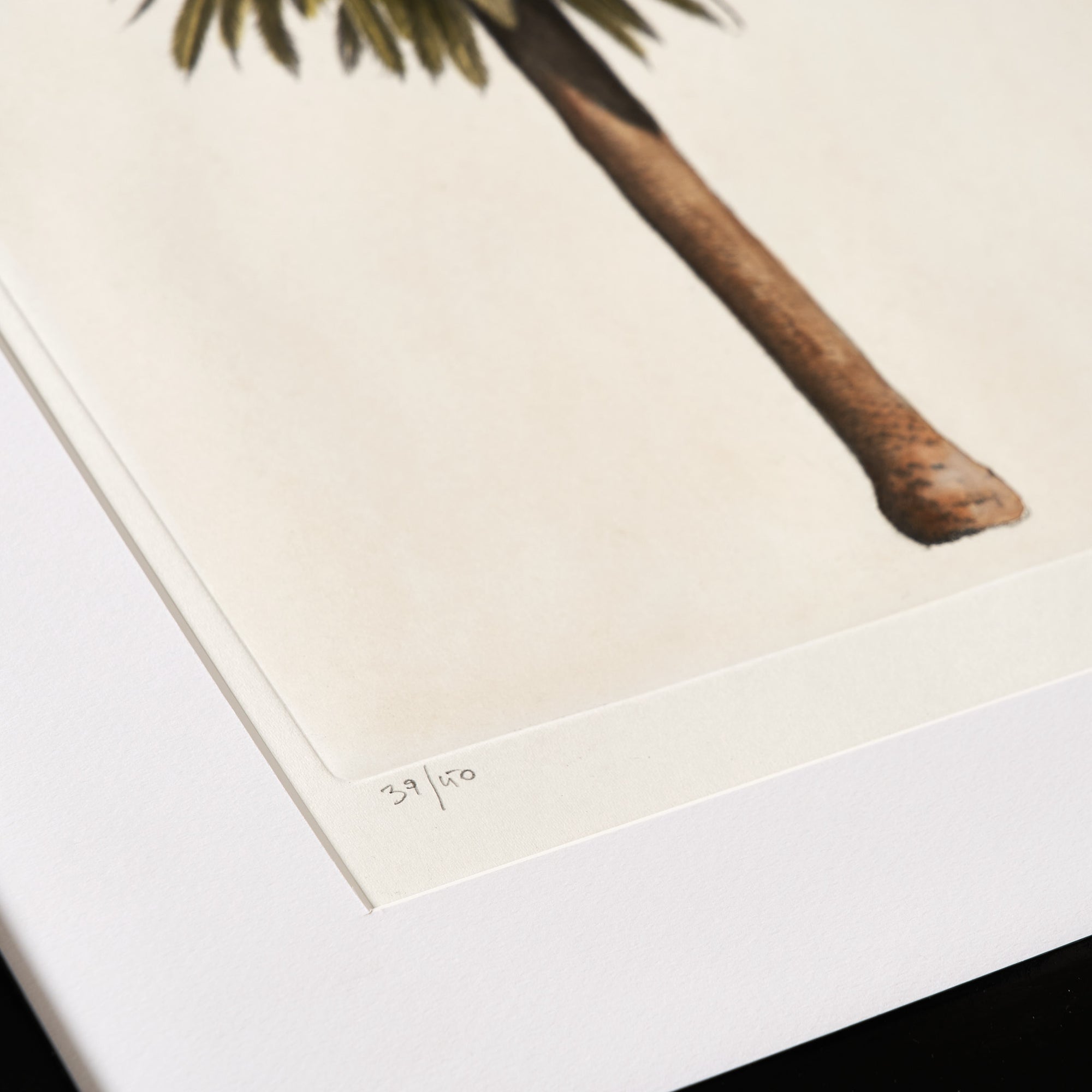 ippogrifo-artisan-etching-acquaforte-watercolor-palm-tree