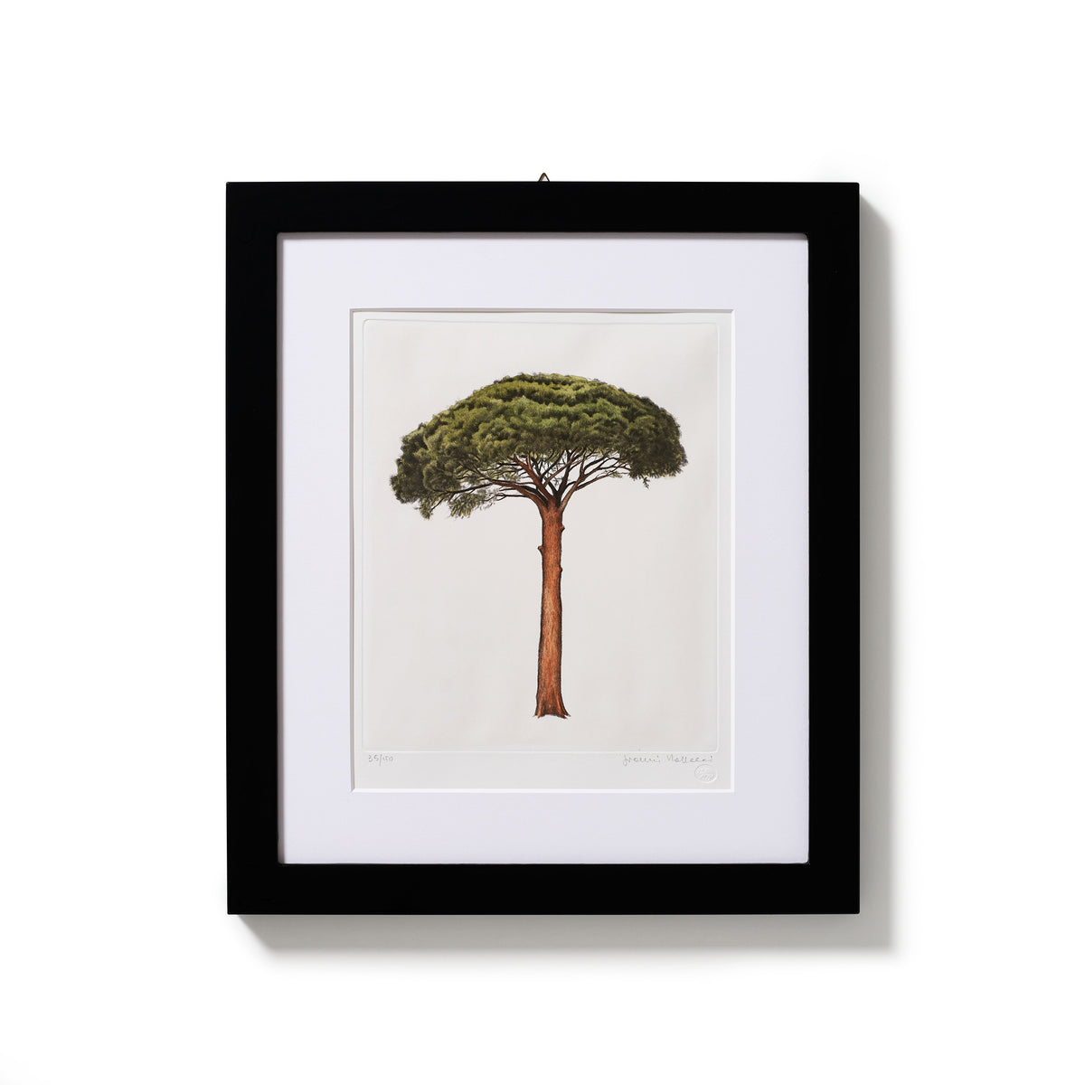 ippogrifo-artisan-etching-acquaforte-watercolor-pine-tree