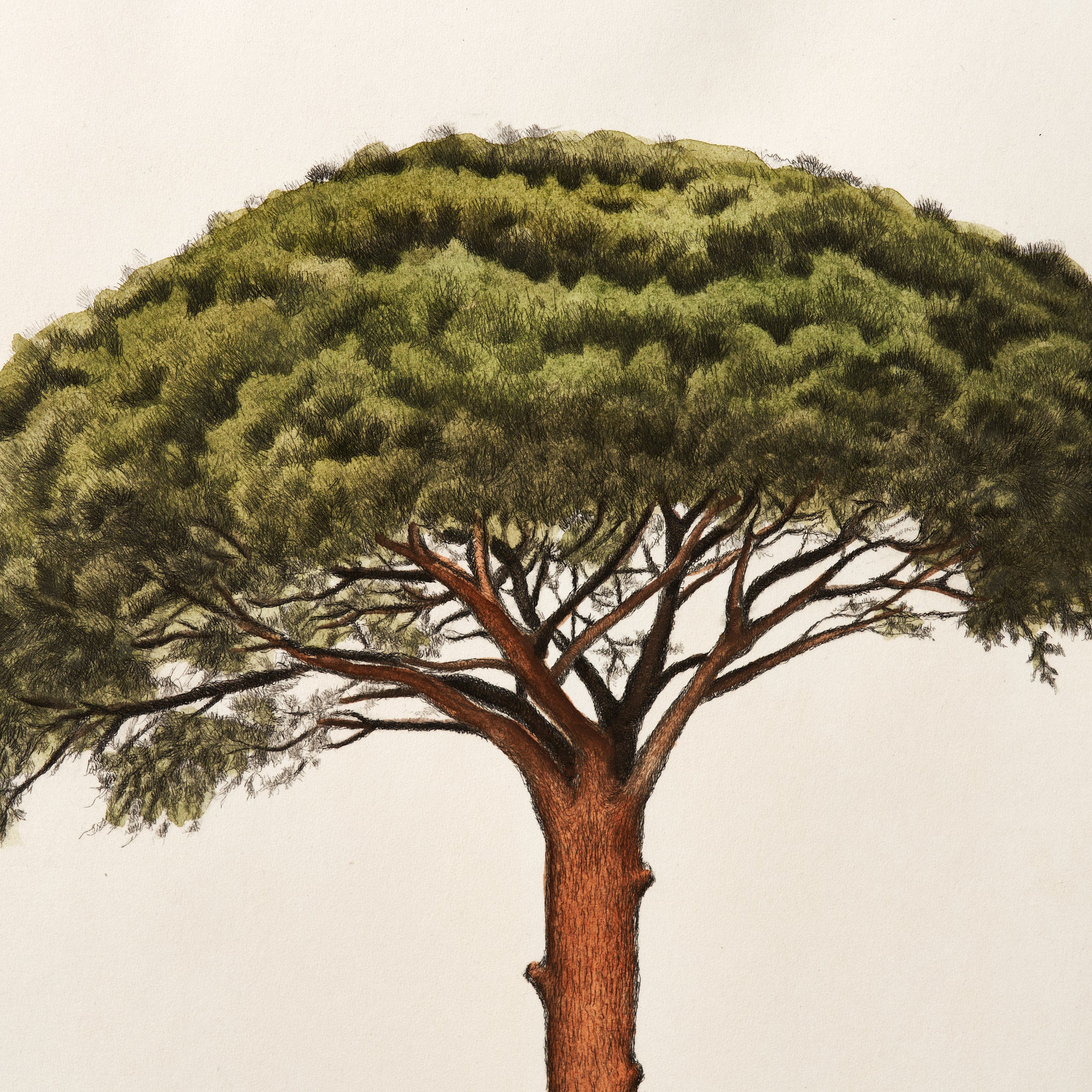 ippogrifo-artisan-etching-acquaforte-watercolor-pine-tree