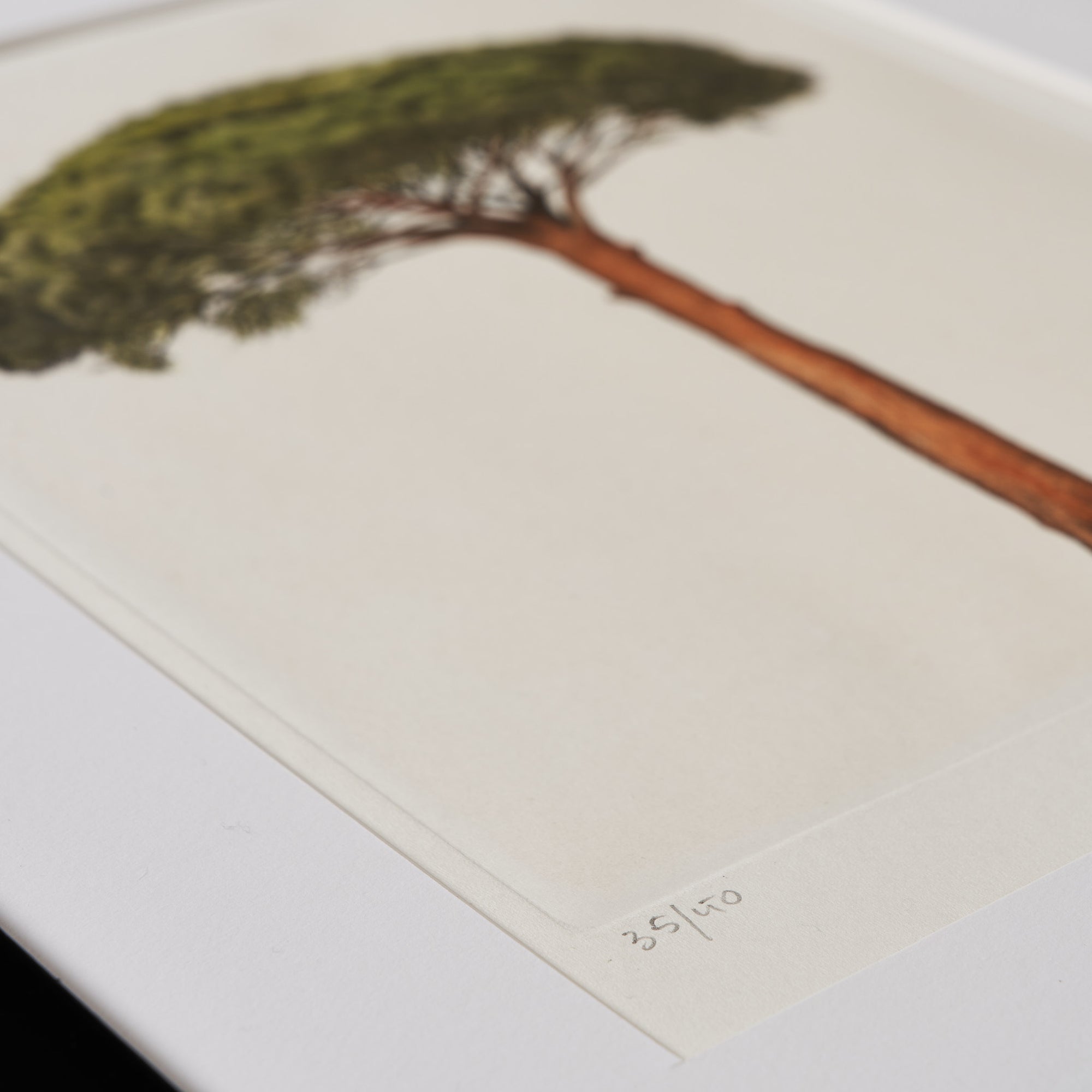 ippogrifo-artisan-etching-acquaforte-watercolor-pine-tree