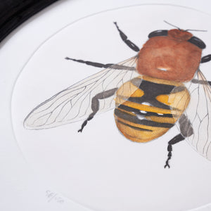 ippogrifo-artisan-etching-acquaforte-watercolor-bee