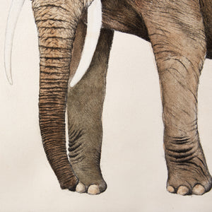 ippogrifo-artisan-etching-acquaforte-watercolor-elephant