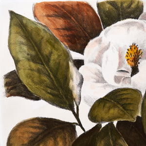 ippogrifo-artisan-etching-acquaforte-watercolor-magnolia