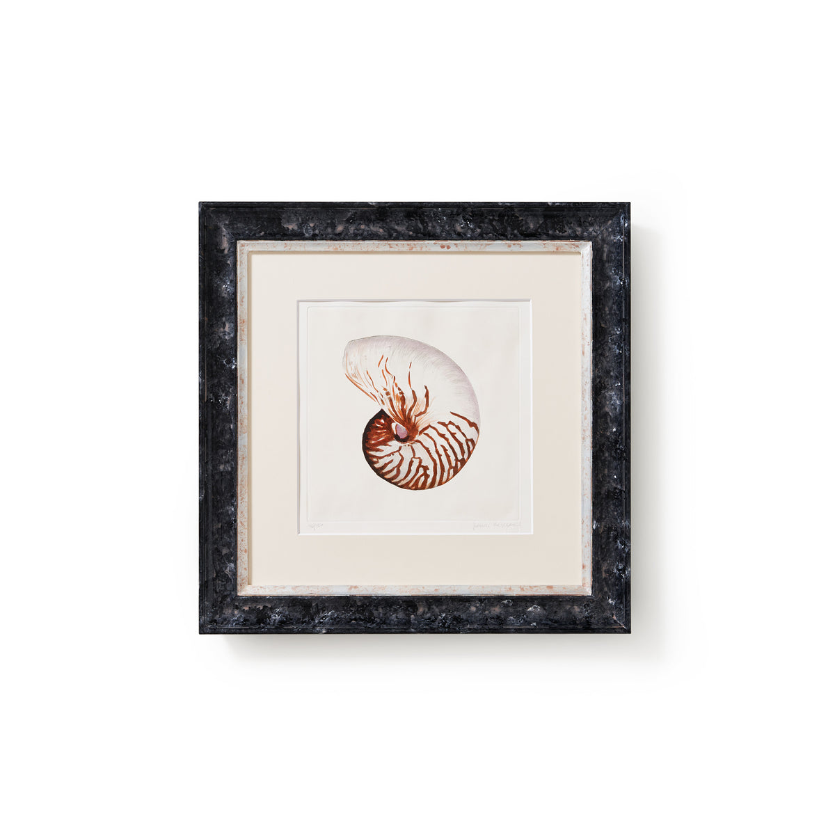 ippogrifo-artisan-etching-acquaforte-watercolor-nautilus-shell