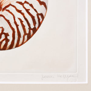 ippogrifo-artisan-etching-acquaforte-watercolor-nautilus-shell