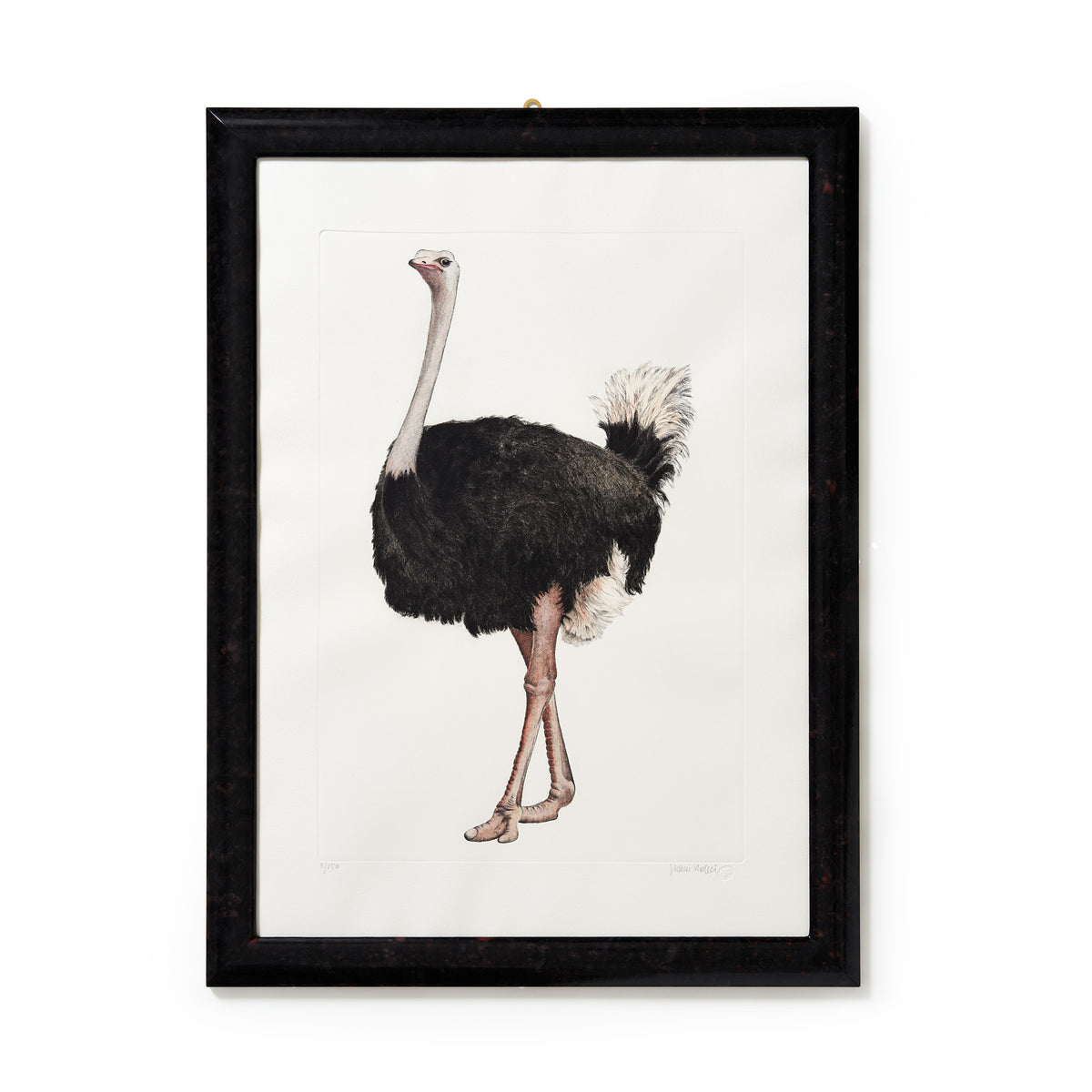ippogrifo-artisan-etching-acquaforte-watercolor-ostrich
