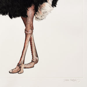ippogrifo-artisan-etching-acquaforte-watercolor-ostrich