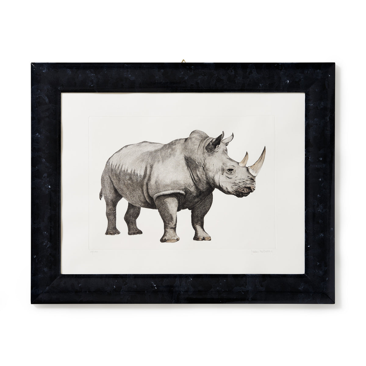 ippogrifo-artisan-etching-acquaforte-watercolor-rhinoceros