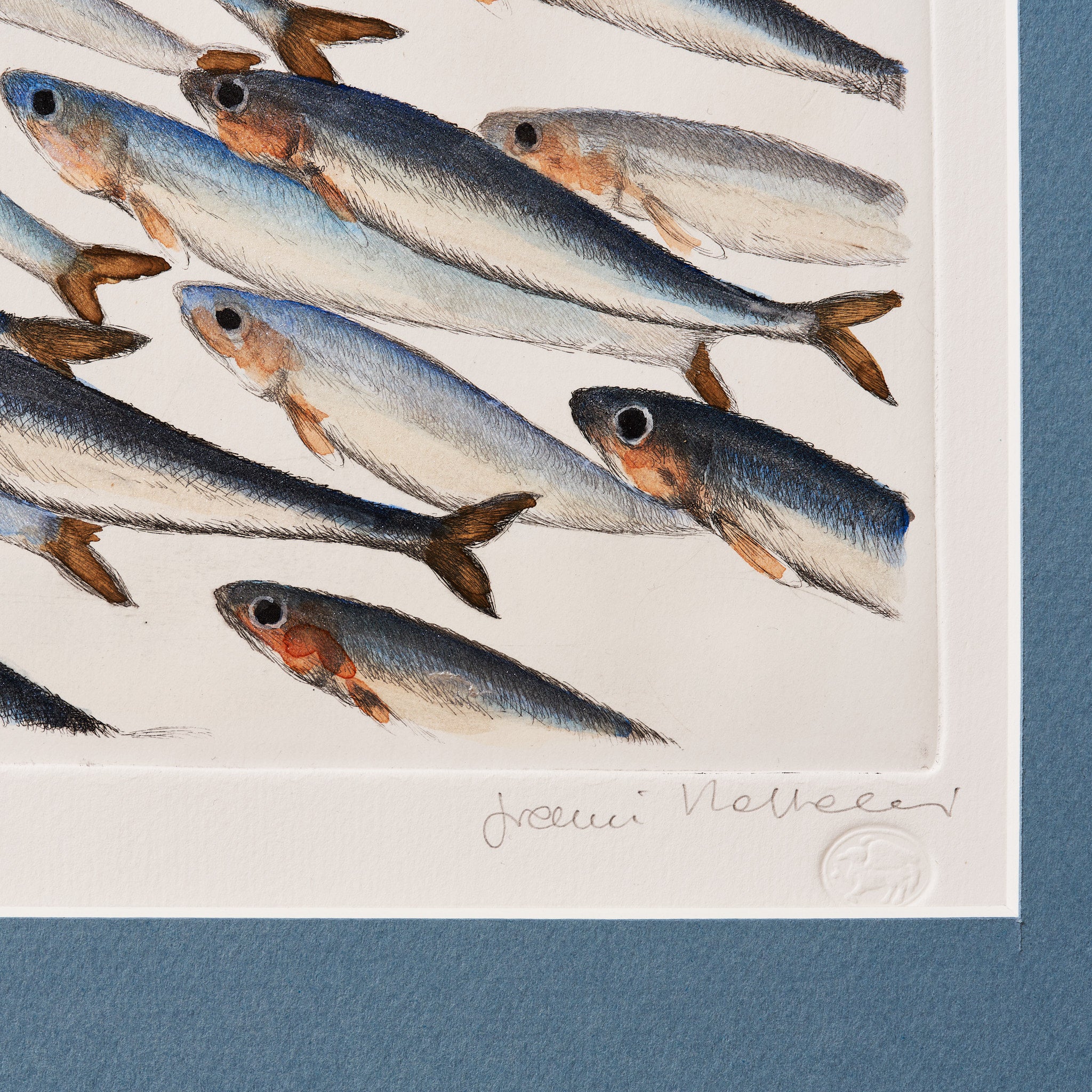 ippogrifo-artisan-etching-acquaforte-watercolor-sardines