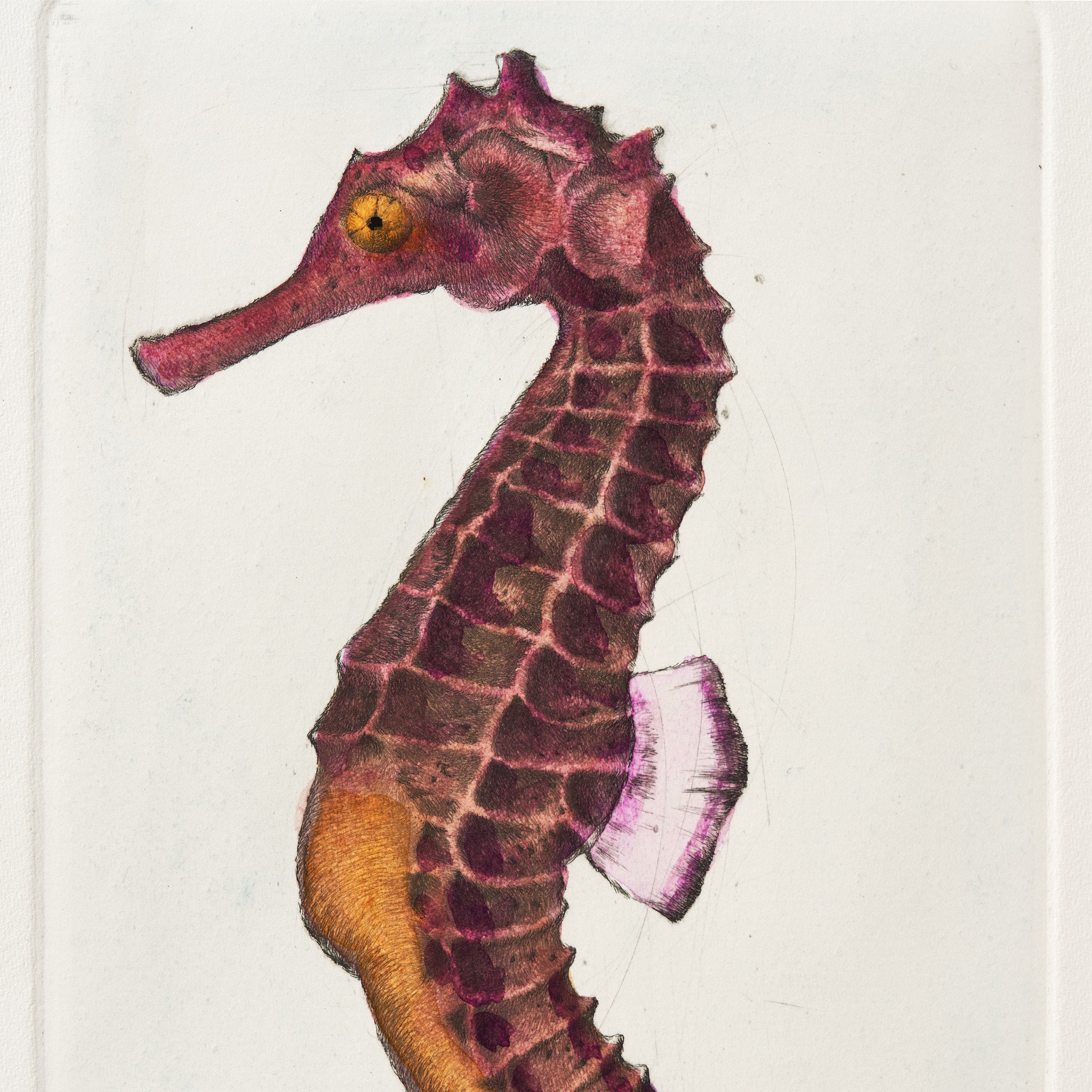 ippogrifo-artisan-etching-acquaforte-watercolor-seahorse