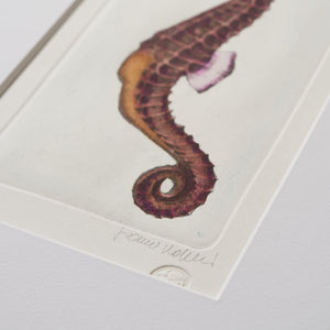 ippogrifo-artisan-etching-acquaforte-watercolor-seahorse