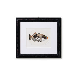 ippogrifo-artisan-etching-acquaforte-watercolor-clown-fish