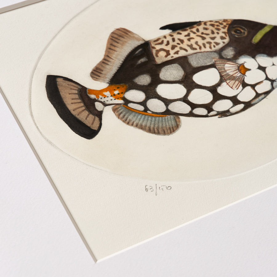 Clown Fish Etching with Handmade Frame - The Sunny Artisan