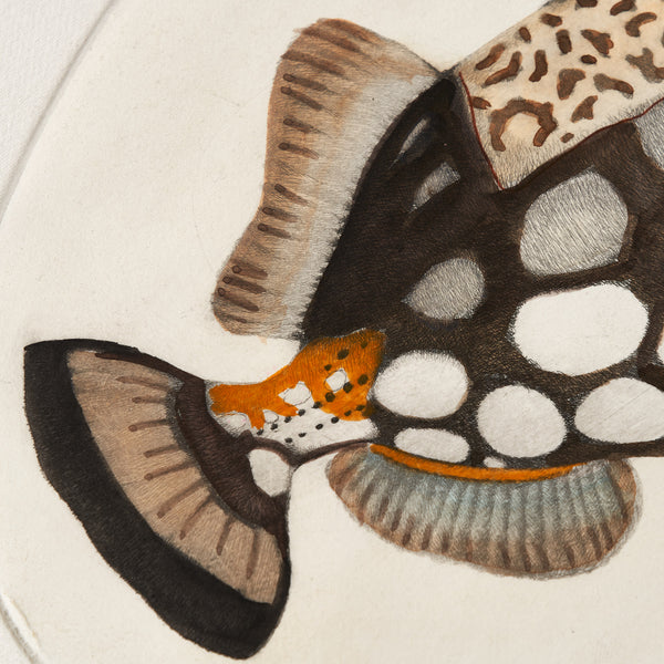 Clown Fish Etching with Handmade Frame - The Sunny Artisan