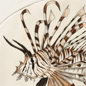 ippogrifo-artisan-etching-acquaforte-watercolor-lion-fish