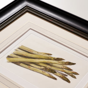 ippogrifo-artisan-etching-acquaforte-watercolor-asparagus