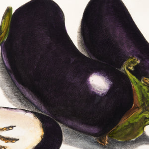 ippogrifo-artisan-etching-acquaforte-watercolor-eggplants