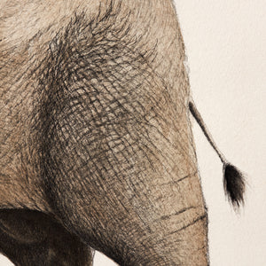 ippogrifo-artisan-etching-acquaforte-watercolor-elephant