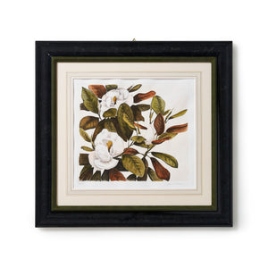 ippogrifo-artisan-etching-acquaforte-watercolor-magnolia