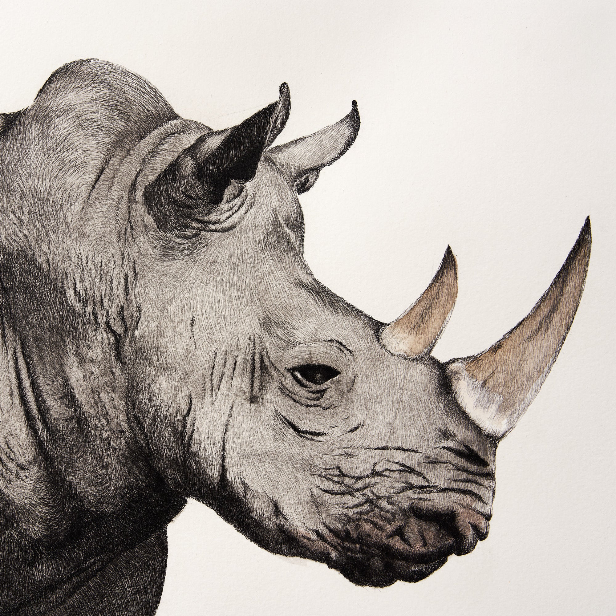 Rhinoceros Etching with Handmade Frame - The Sunny Artisan