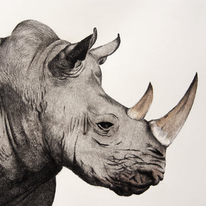 ippogrifo-artisan-etching-acquaforte-watercolor-rhinoceros