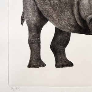 ippogrifo-artisan-etching-acquaforte-watercolor-rhinoceros
