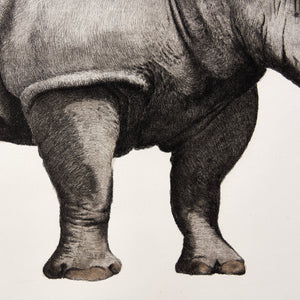 ippogrifo-artisan-etching-acquaforte-watercolor-rhinoceros