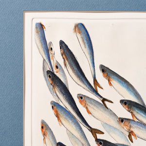 ippogrifo-artisan-etching-acquaforte-watercolor-sardines